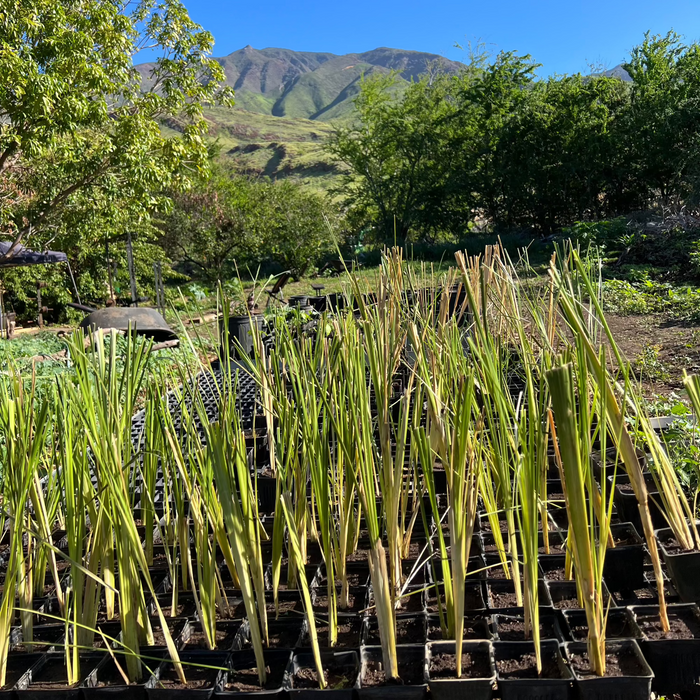 Redeem for Charity Impact: Restore 1 foot of Coastal Watershed