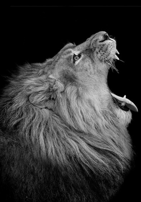 Lion Yawning Paint by Numbers