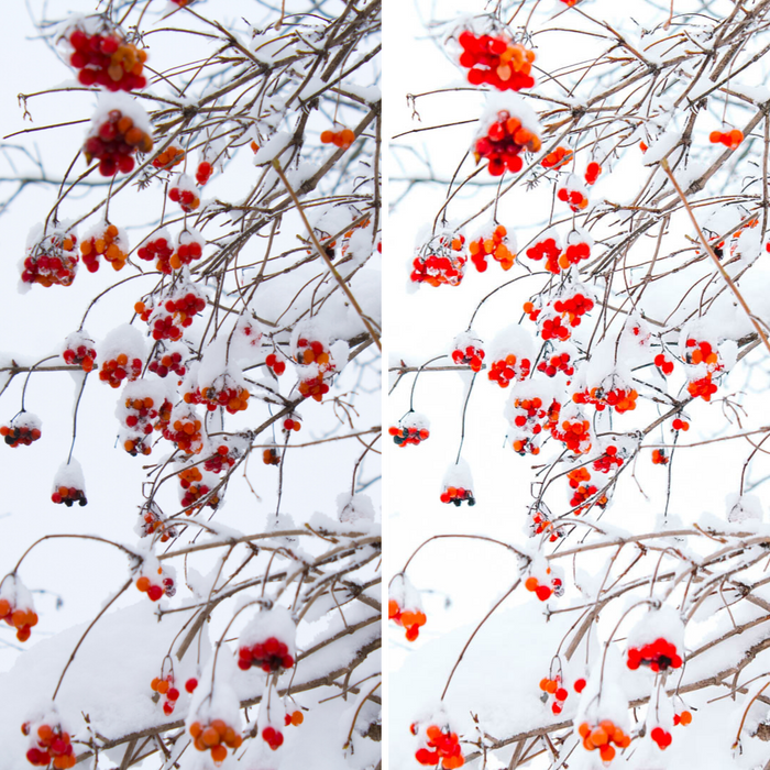 Peppermint Bright Holiday Presets Cool Mobile Lightroom Presets Pack - 3 Presets
