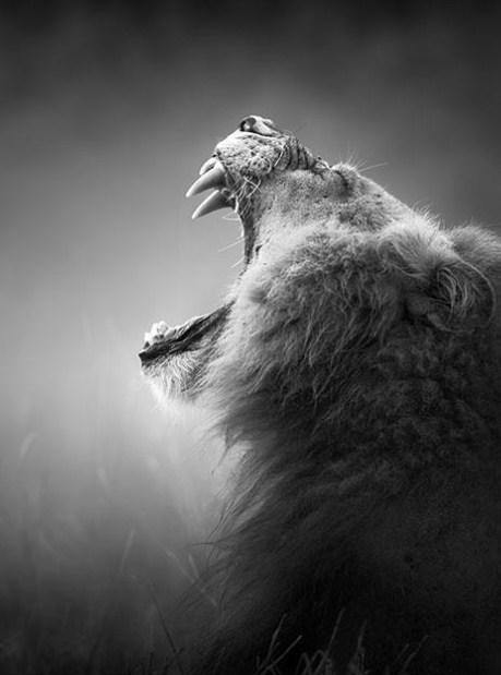 Roaring Lion Paint by Numbers